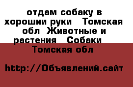 отдам собаку в хорошии руки - Томская обл. Животные и растения » Собаки   . Томская обл.